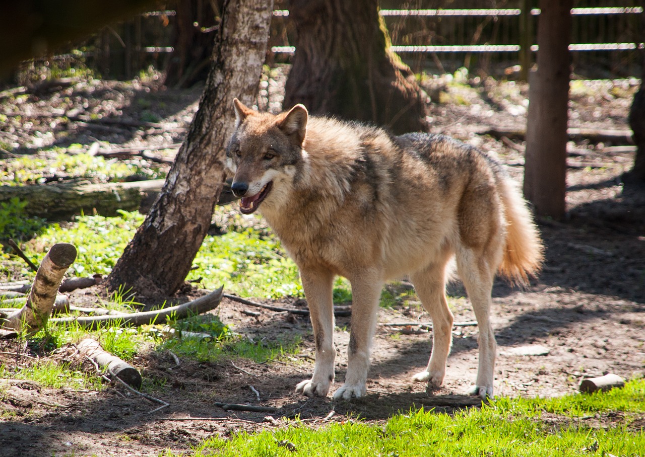 wolf  canis lupus  predator free photo