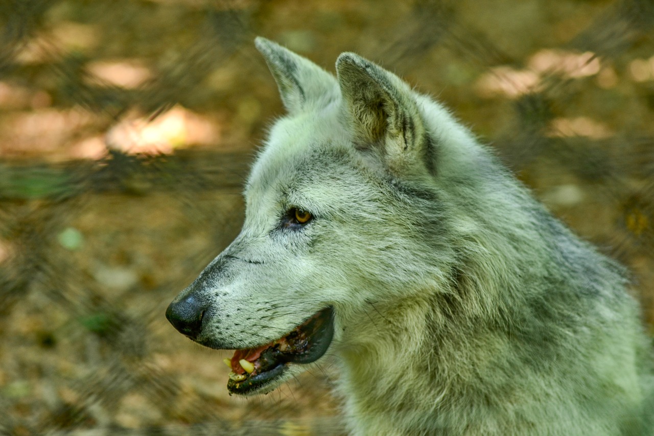 wolf  zoo  predator free photo