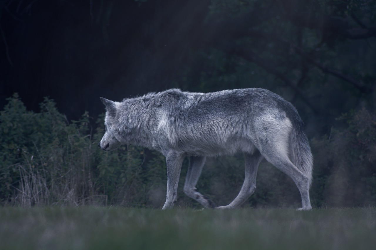 wolf  animal  wild free photo