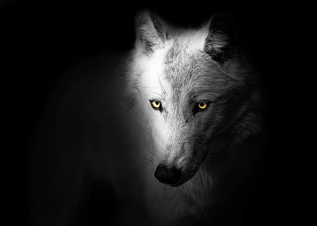 wolf  animal  wild free photo