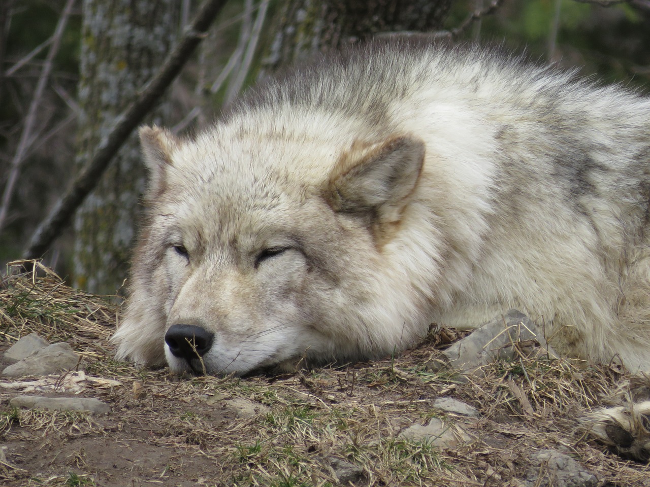 wolf  tired  sleep free photo