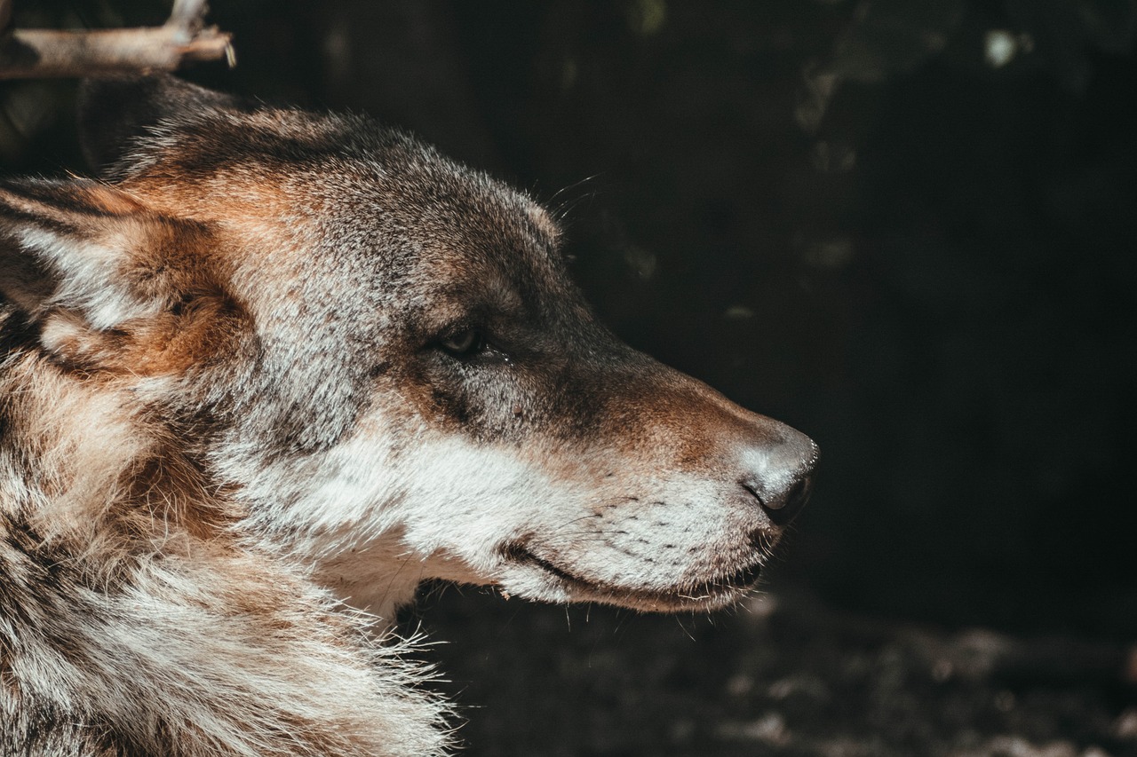 wolf  close up  zoo free photo