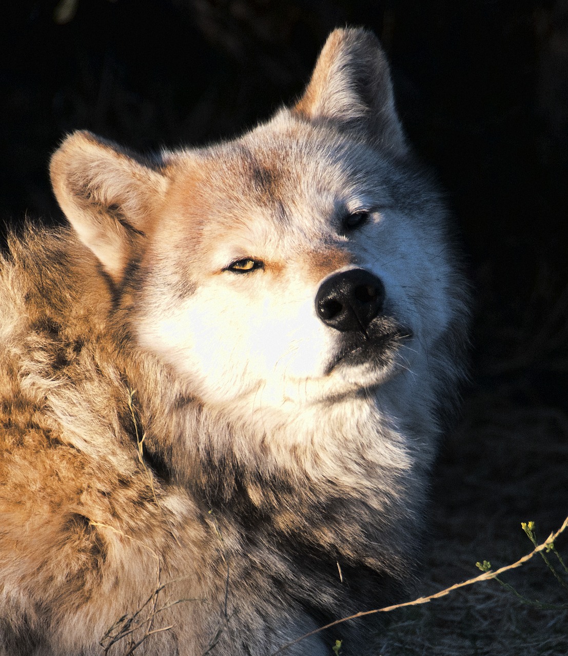 wolf  wolves  predator free photo