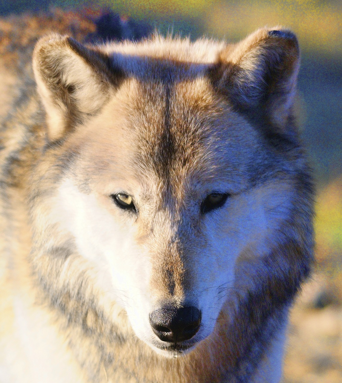 wolf  wolves  predator free photo