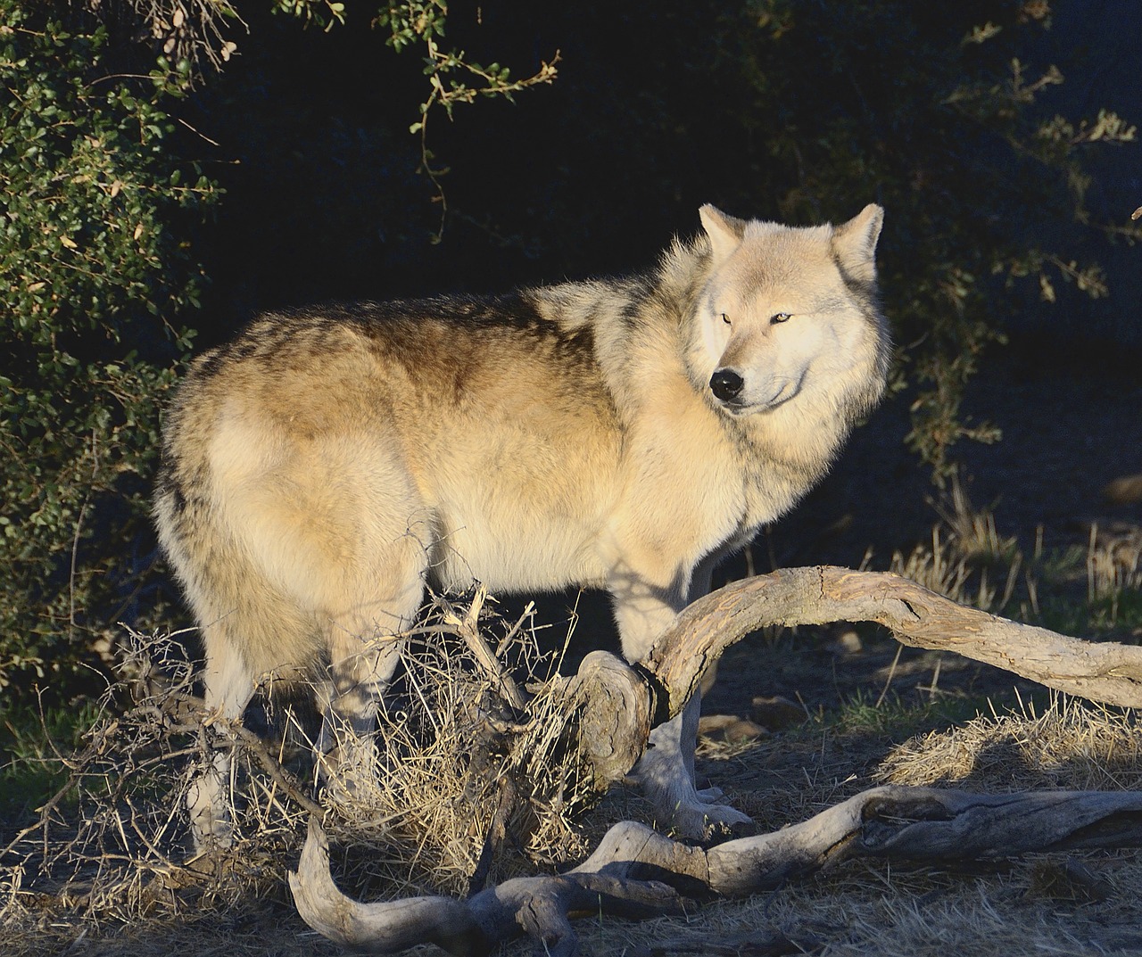 wolf  wolves  predator free photo