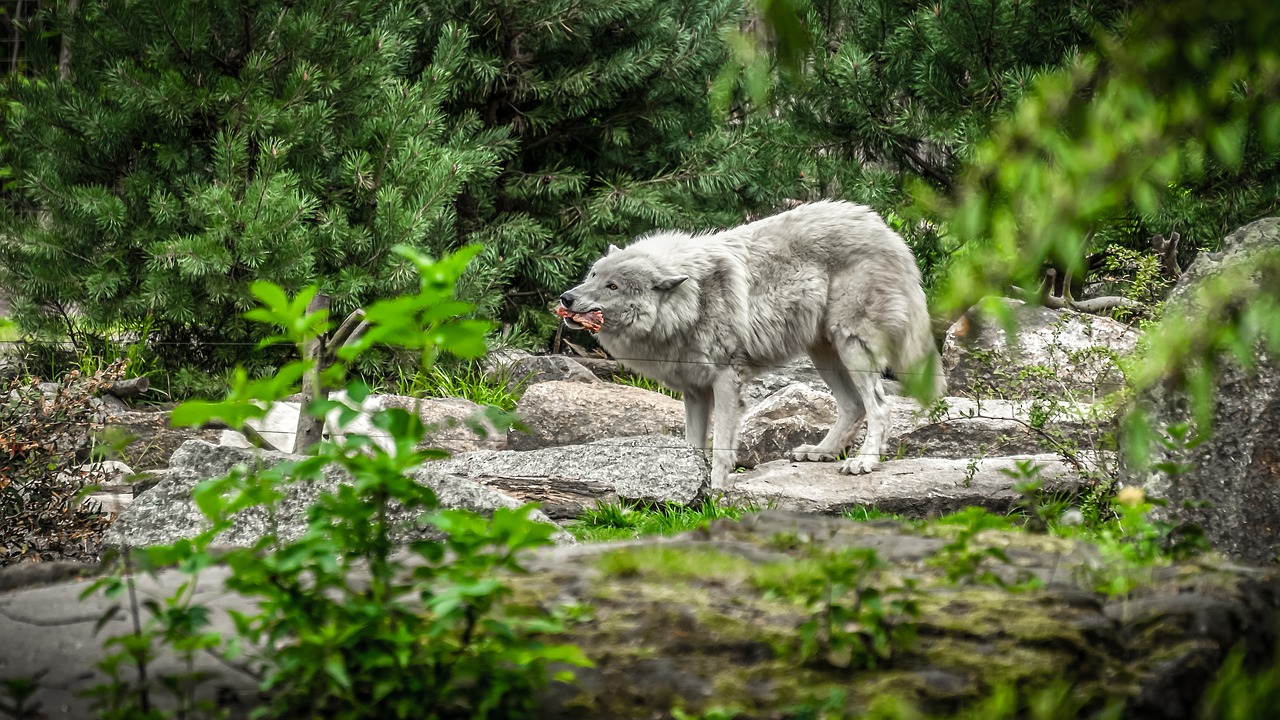 wolf  animal  predator free photo