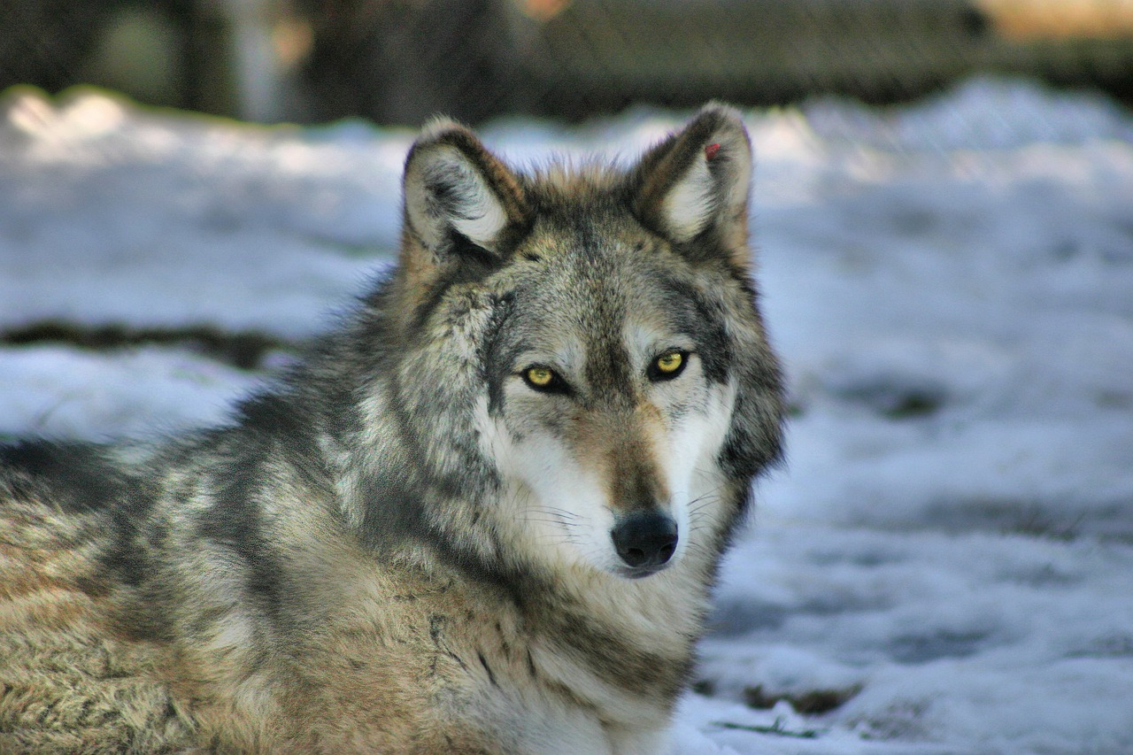 wolf  gray wolf  grey wolf free photo