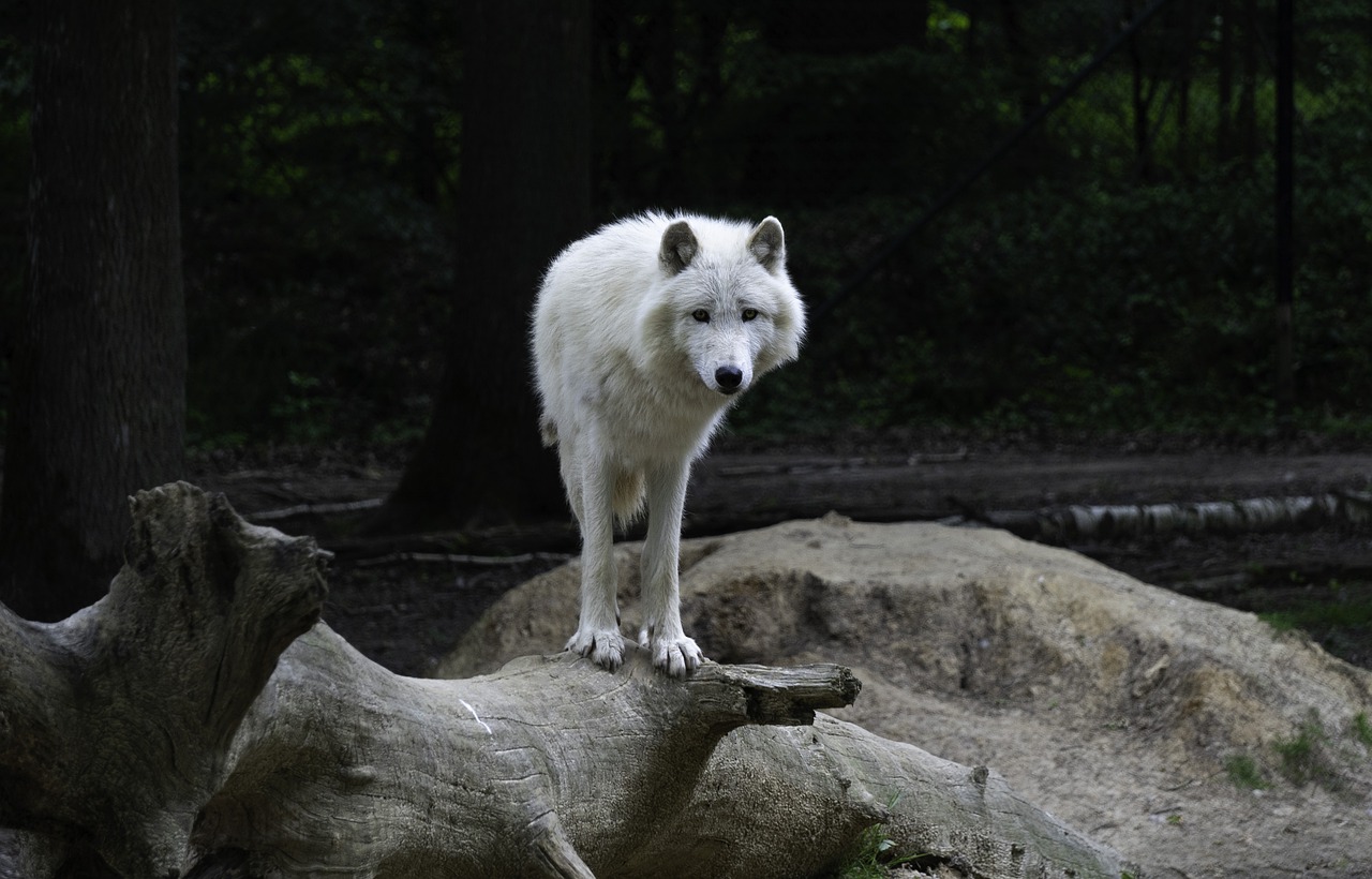 wolf  arctic  animal free photo