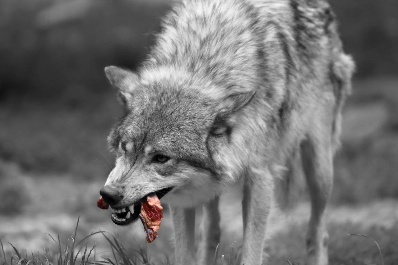 wolf  meat  carnivores free photo
