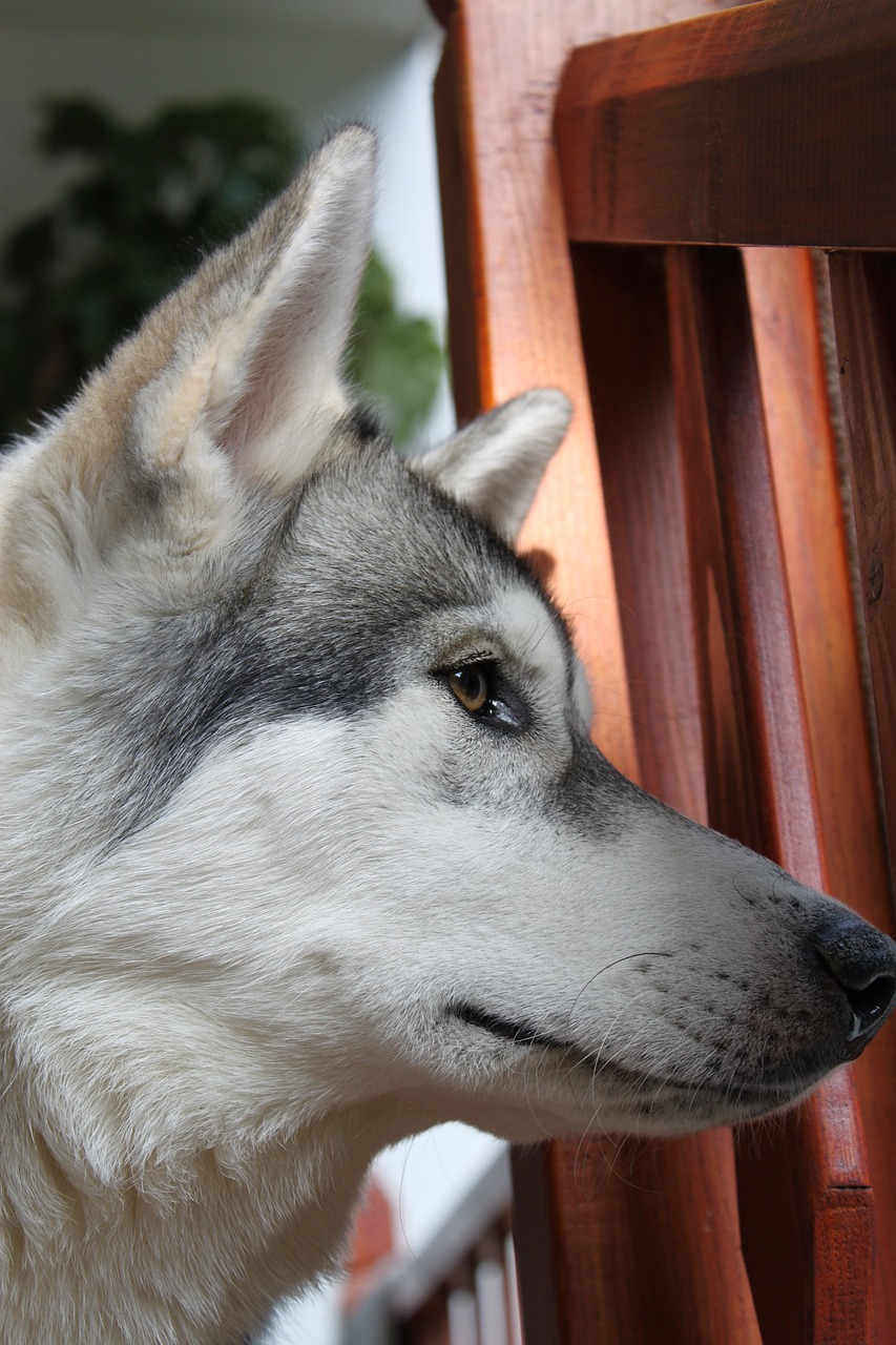 wolf husky animal free photo