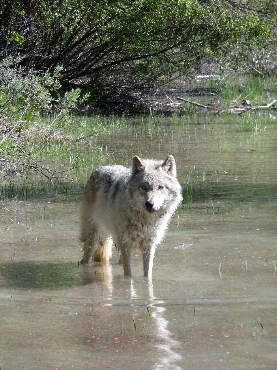 wolf animal hunter free photo