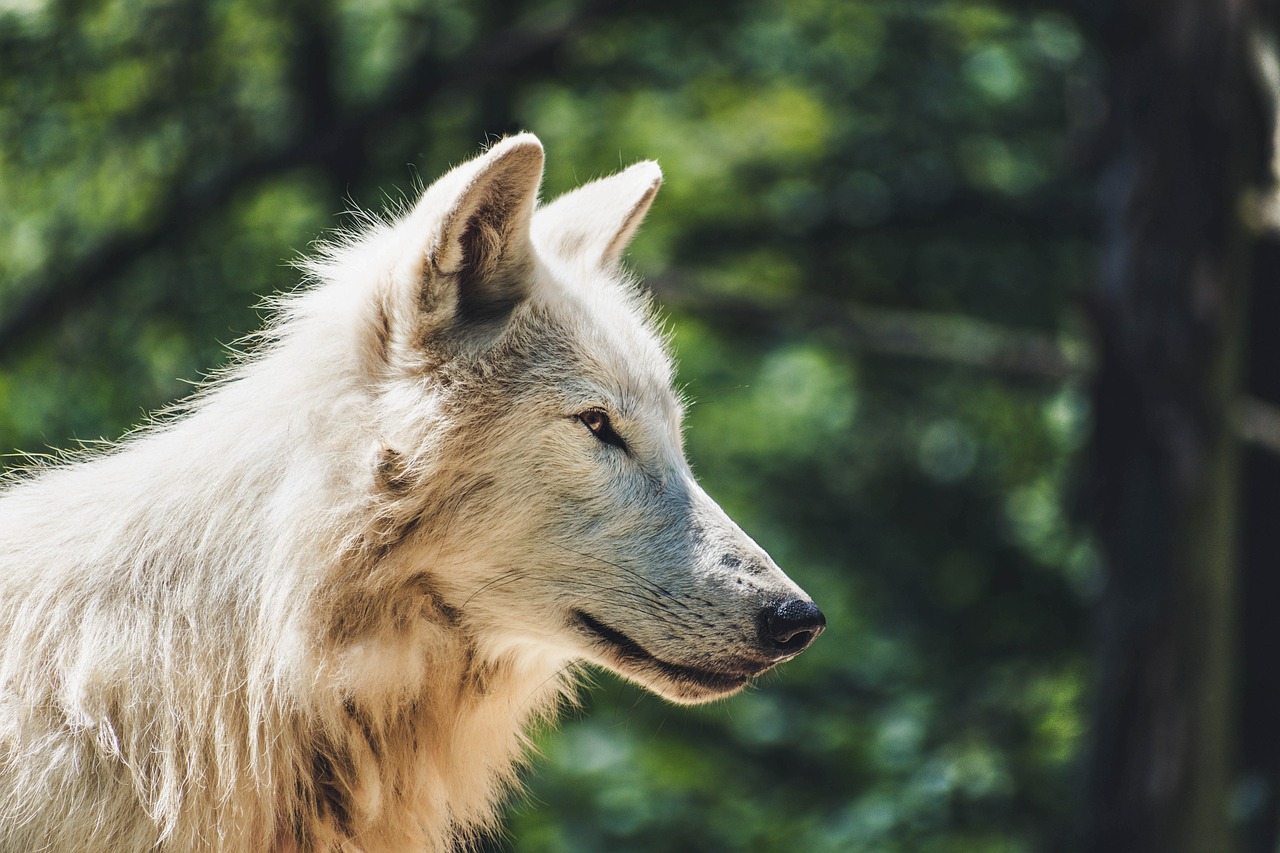 wolf  animal  zoo free photo