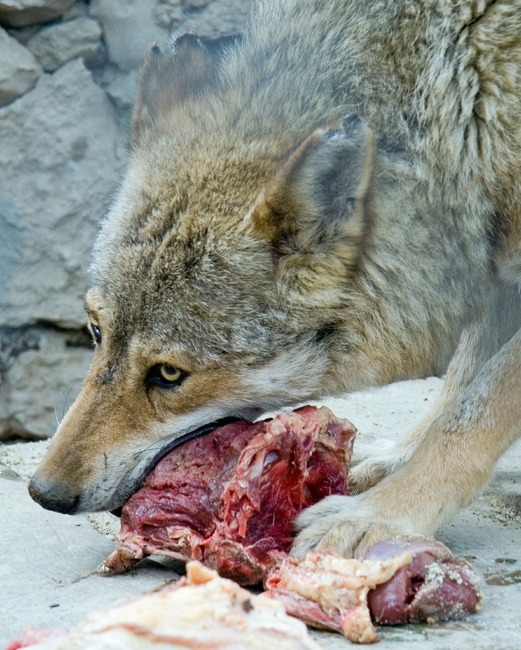 wolf eat predators free photo
