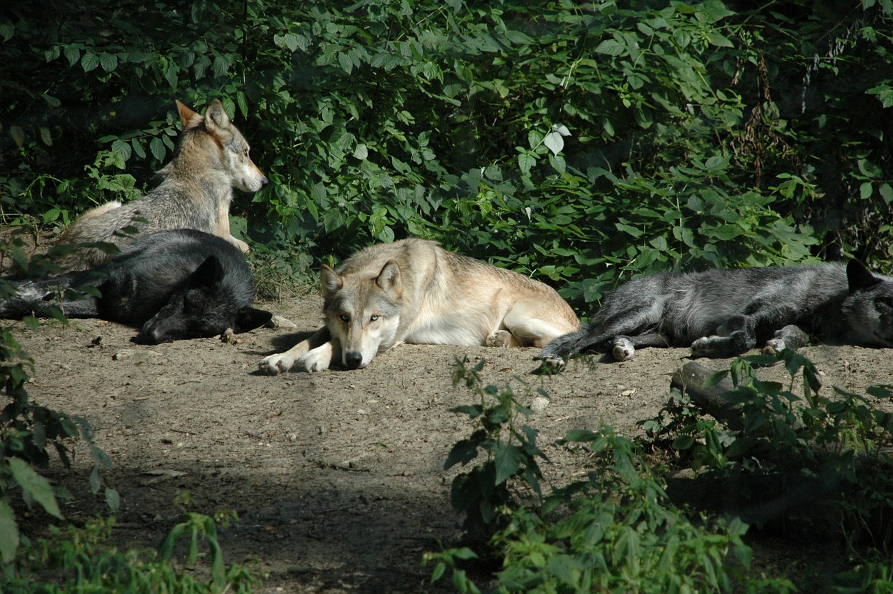 wolf animal captivity free photo