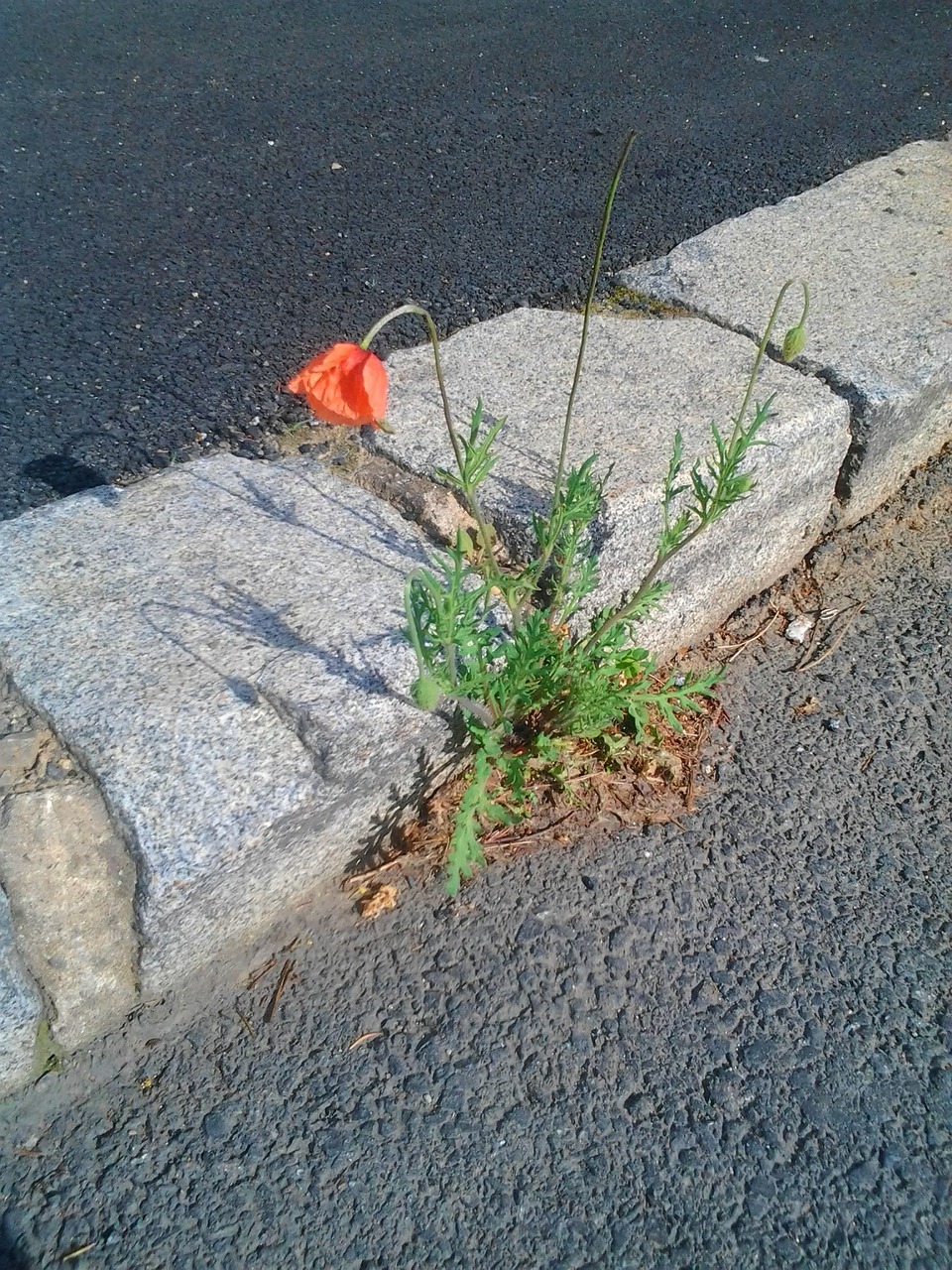 wolf poppy path free photo