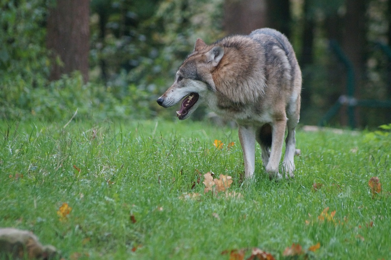 wolf predator nature free photo