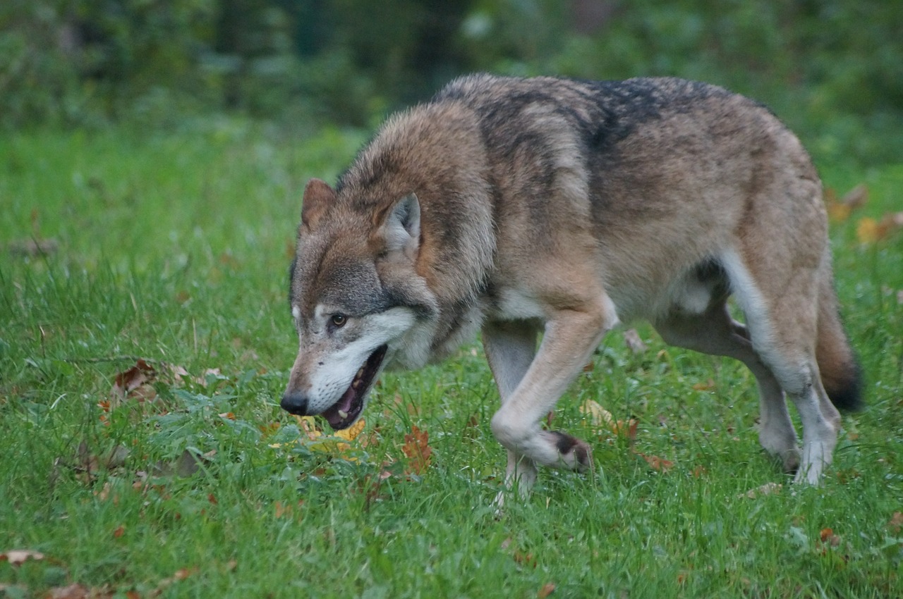 wolf predator nature free photo