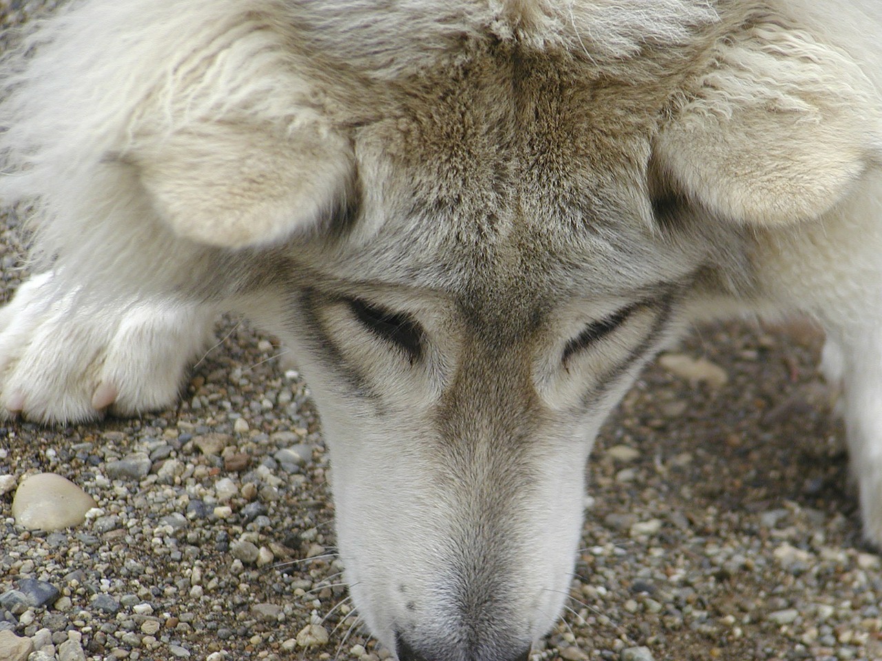 wolf grey young free photo