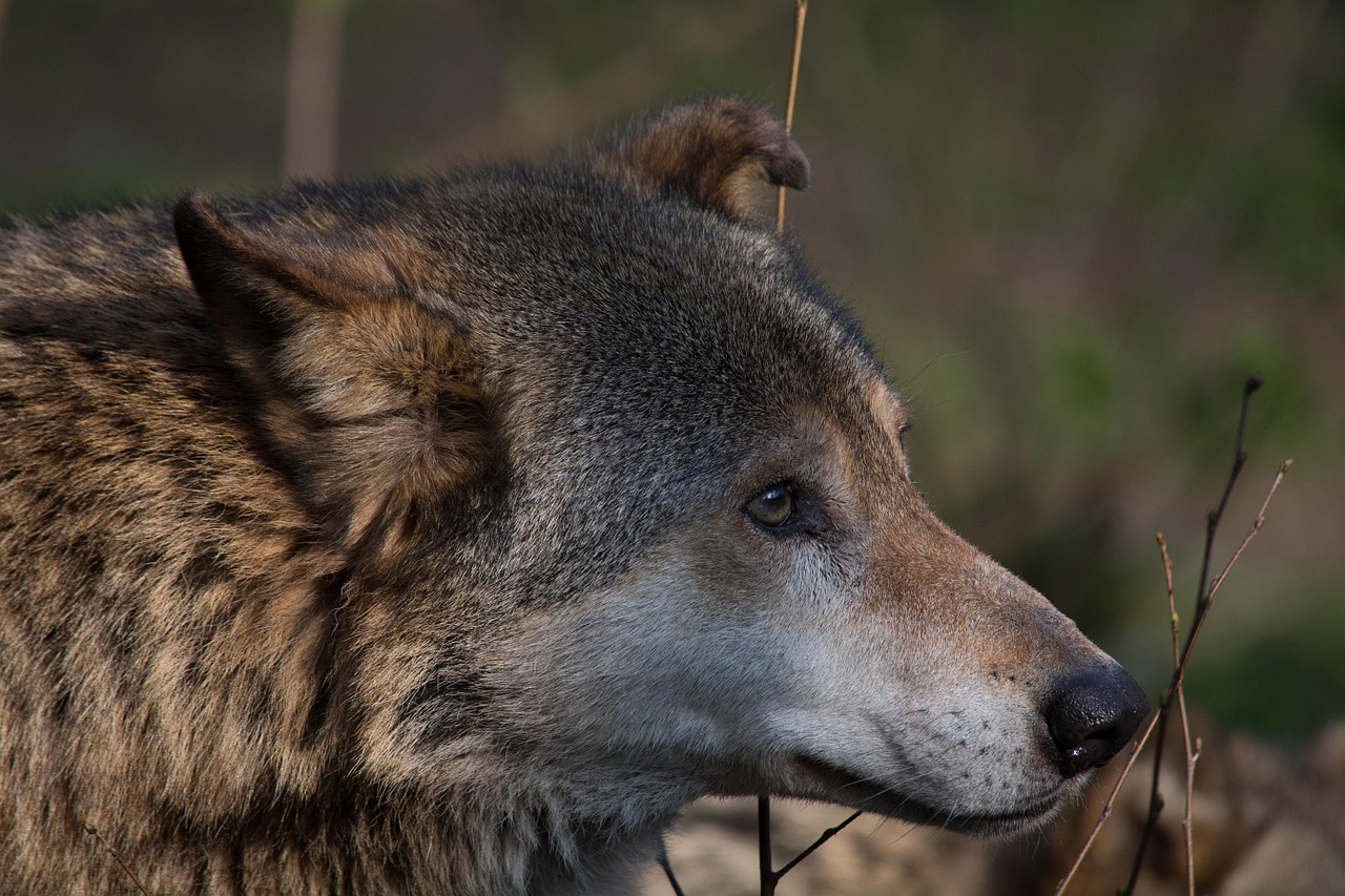 wolf animal canis lupus free photo