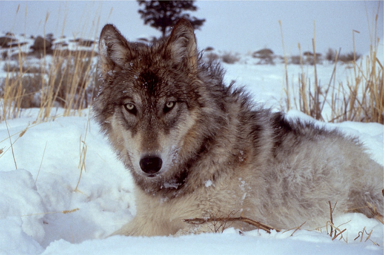 wolf canis lupus grey free photo