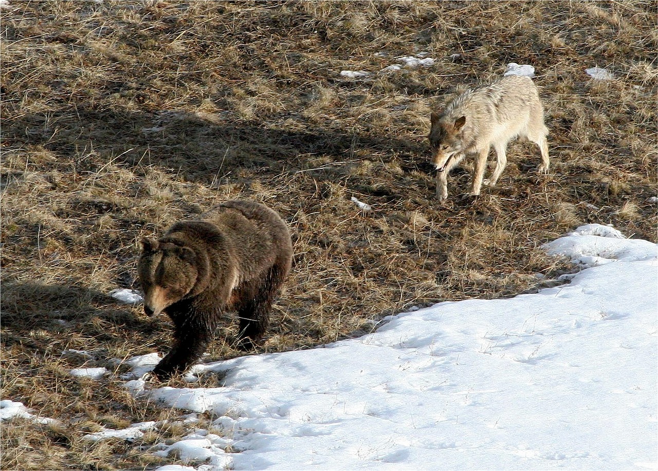 wolf bear predator free photo