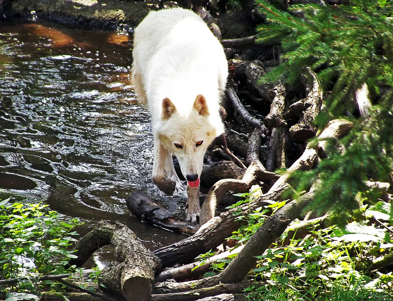 wolf white wolf water free photo