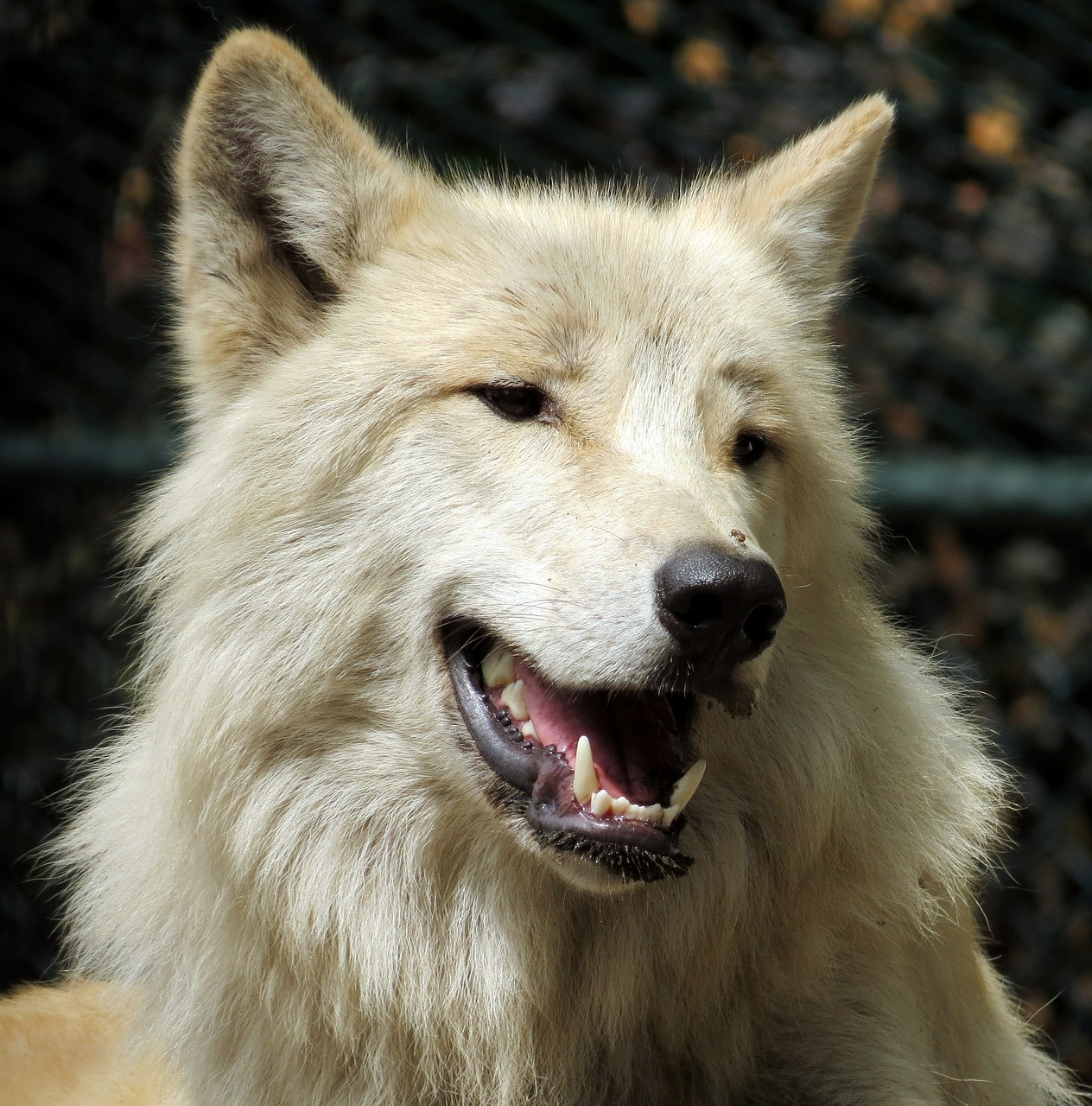 wolf carnivore canine free photo