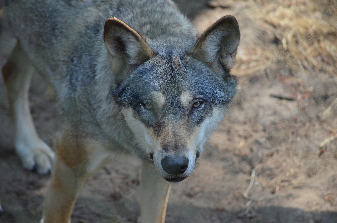 wolf predator animal free photo