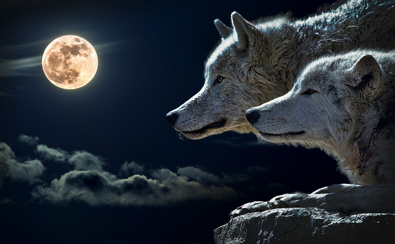 wolf torque wolf moon free photo