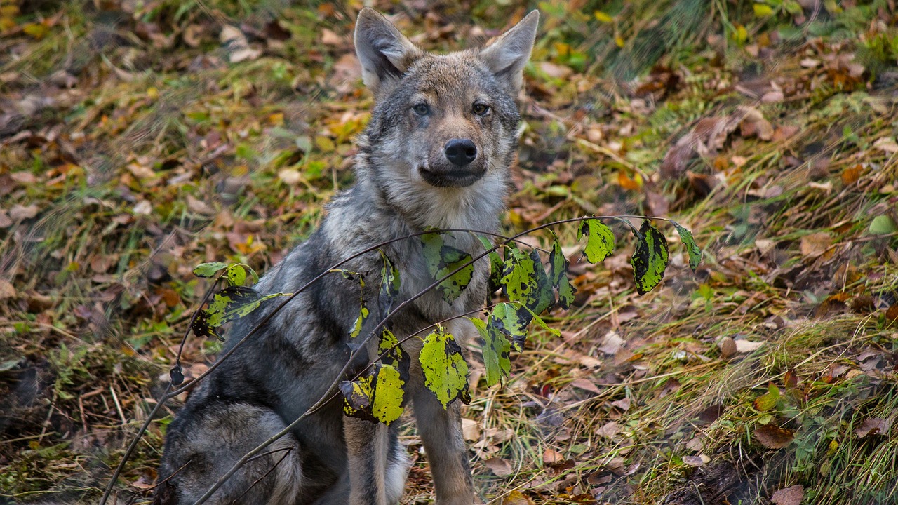 wolf nature landscape free photo