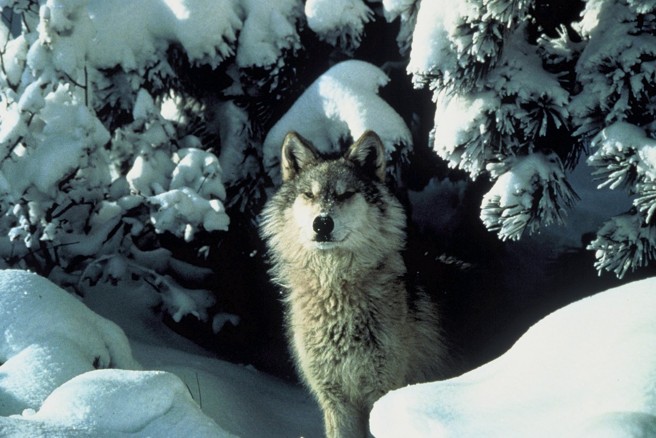 wolf canis lupus snow free photo