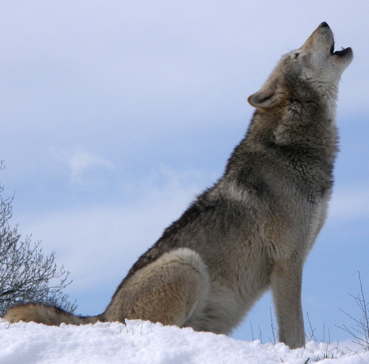 wolf howling howl free photo