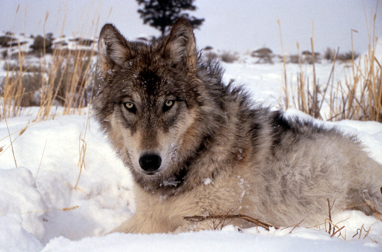 wolf canine snow free photo