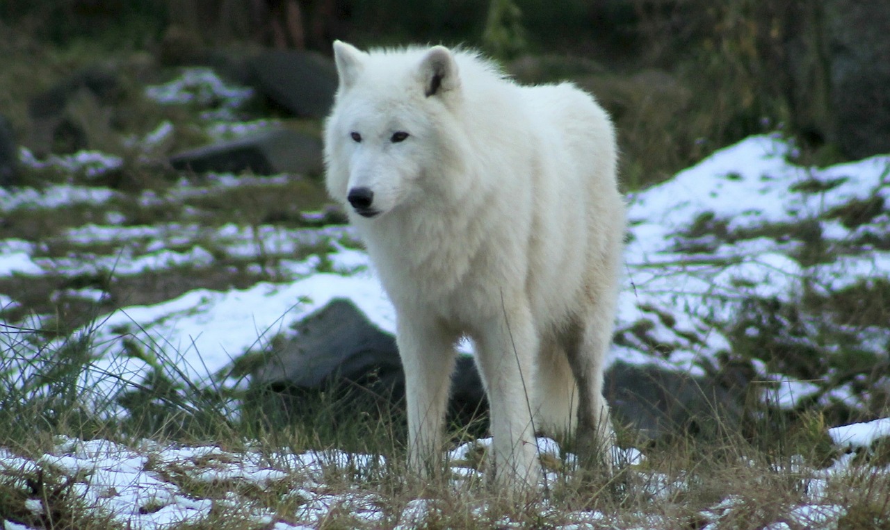 wolf zoo forest free photo