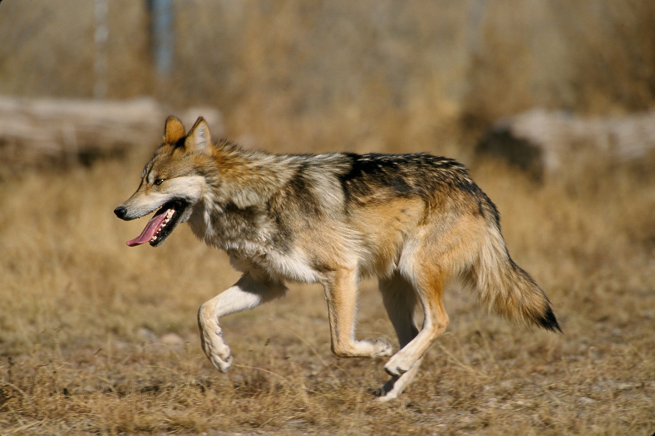 wolf mexican wolf canis lupus baileyi free photo
