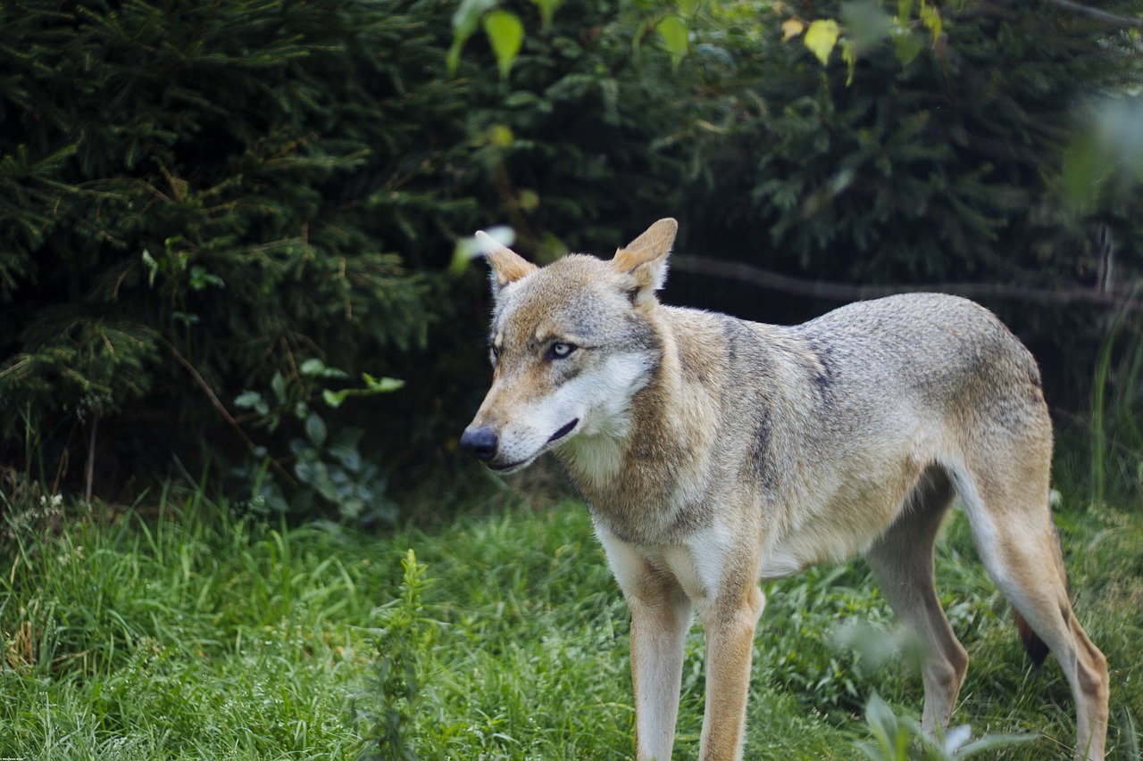 wolf wild nature free photo