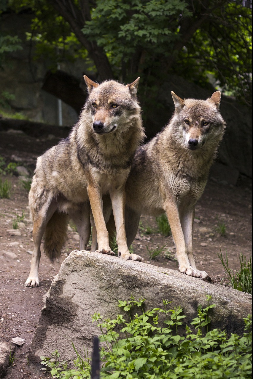 wolf wolves european wolf free photo