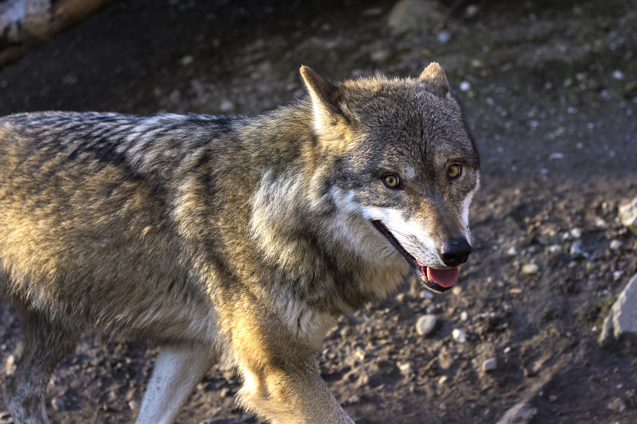 wolf predator hunter free photo