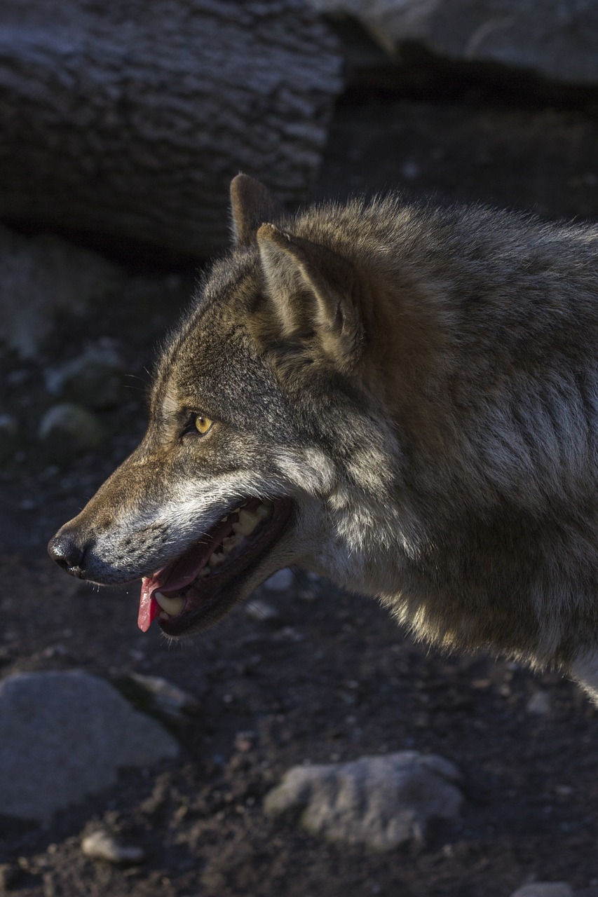 wolf predator hunter free photo