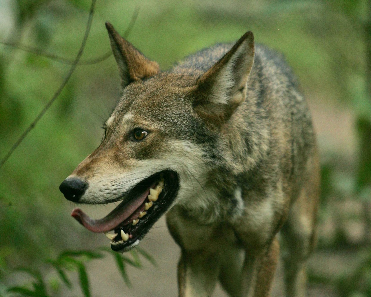 wolf red canine free photo