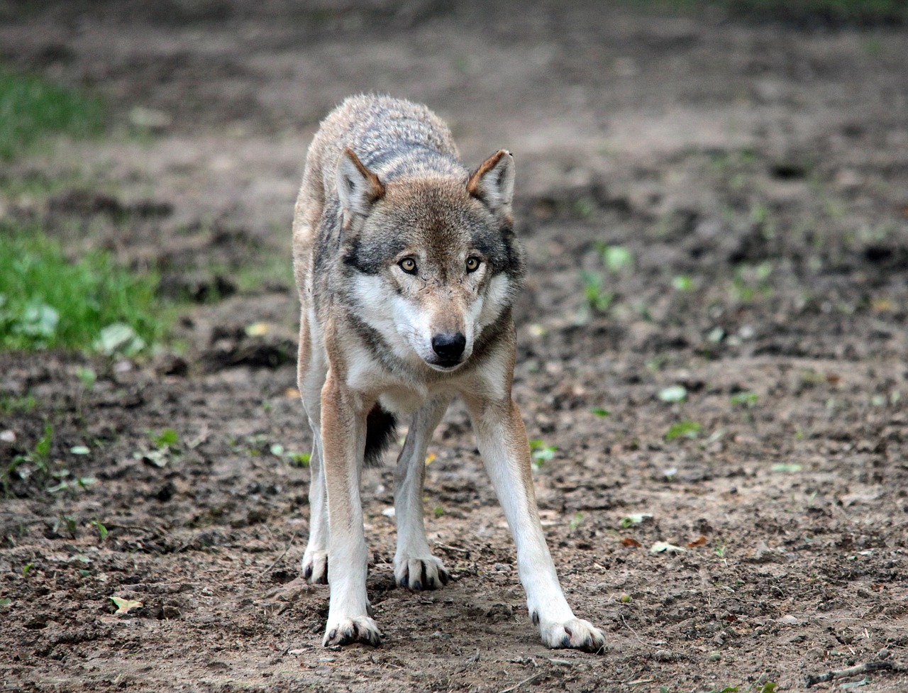 wolf enclosure canis lupus free photo