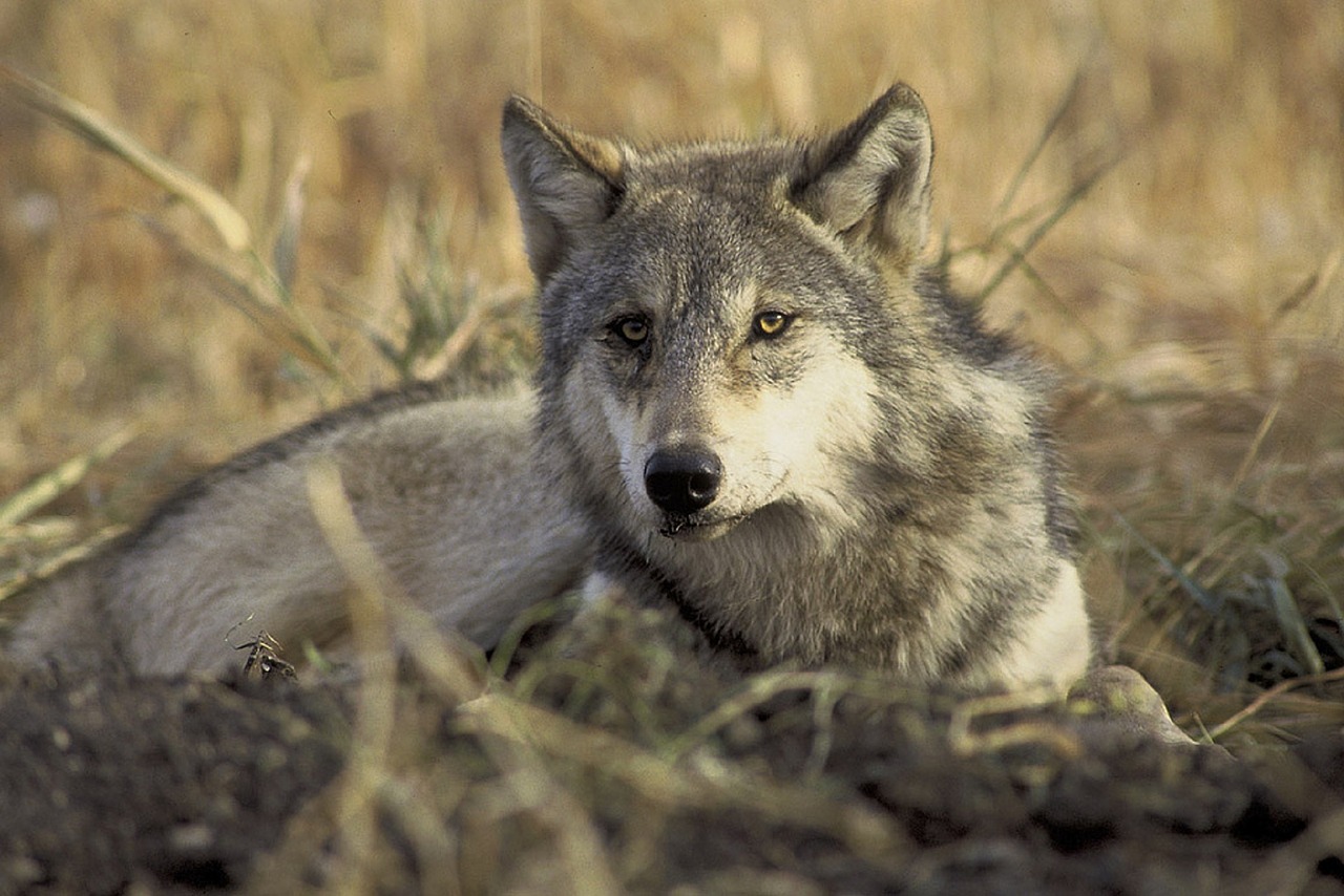 wolf gray wildlife free photo
