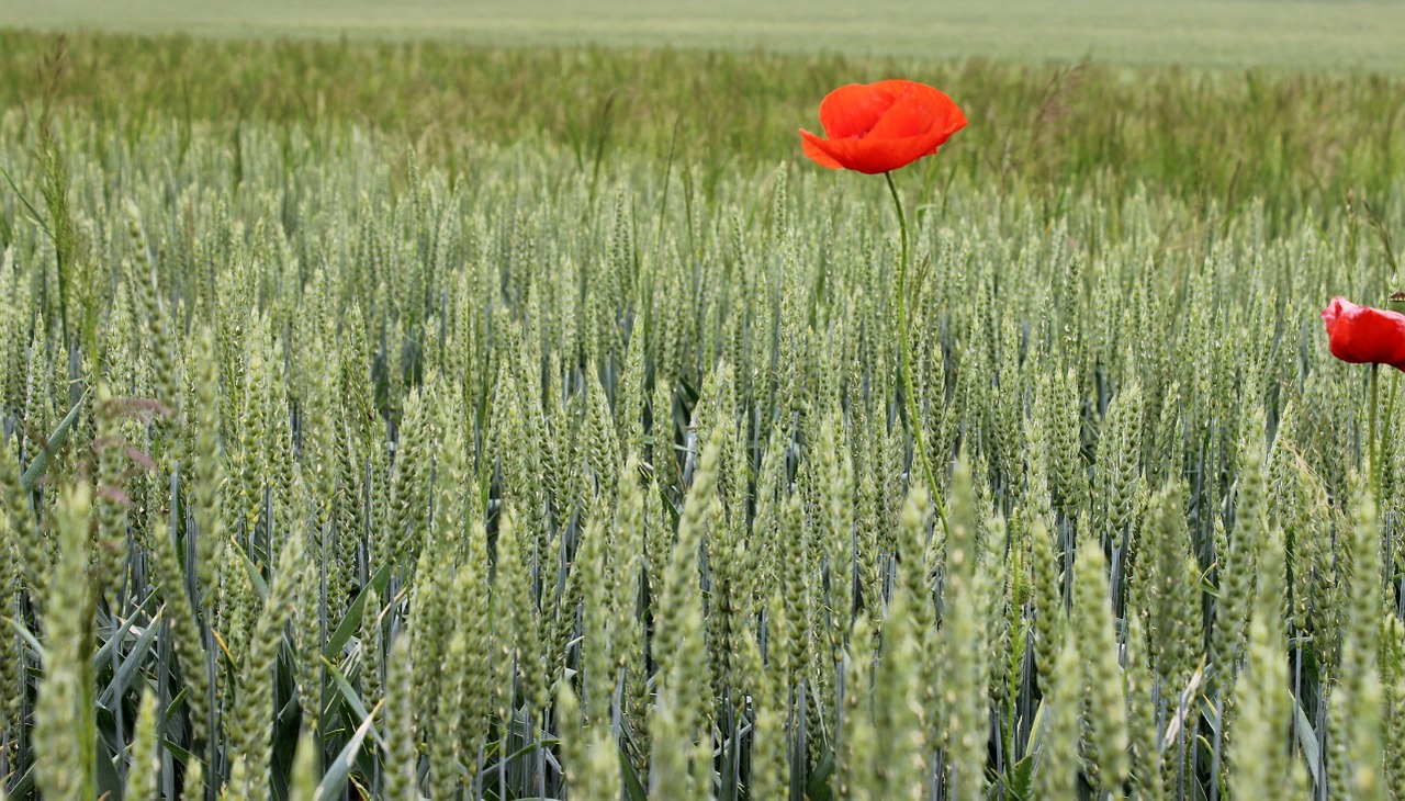 wolf poppy red free photo