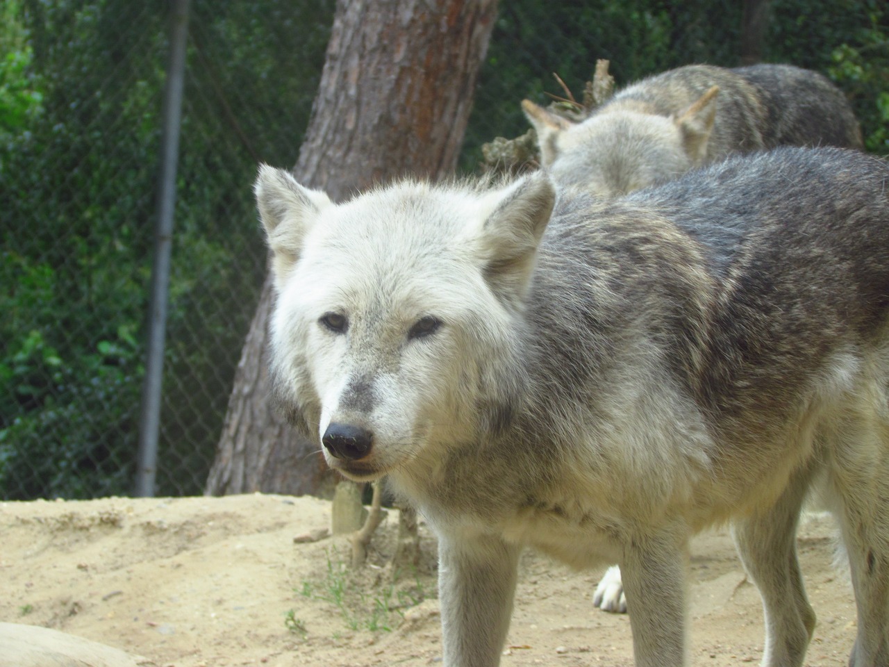 wolf zoo wild free photo