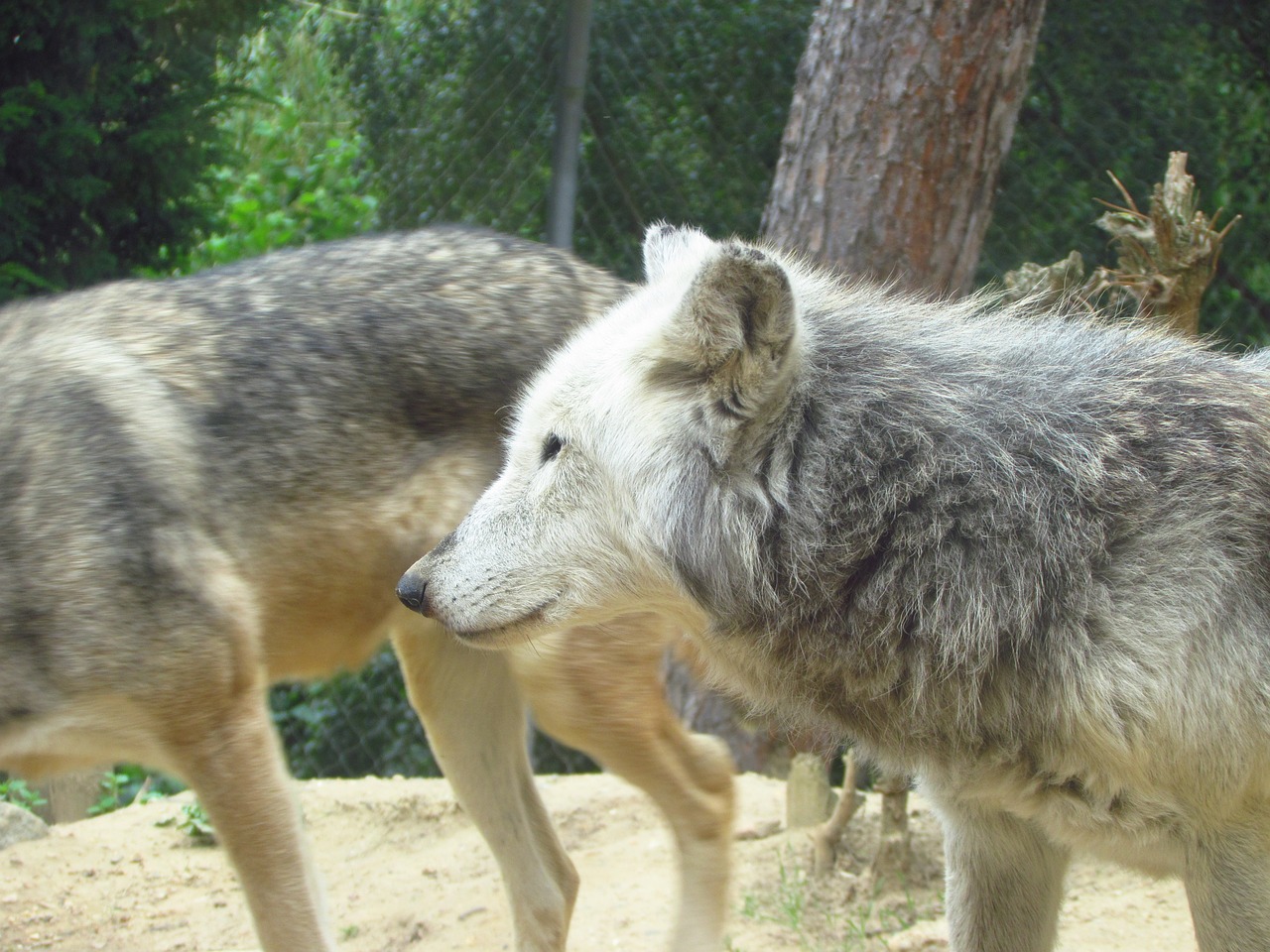 wolf wolves wold free photo