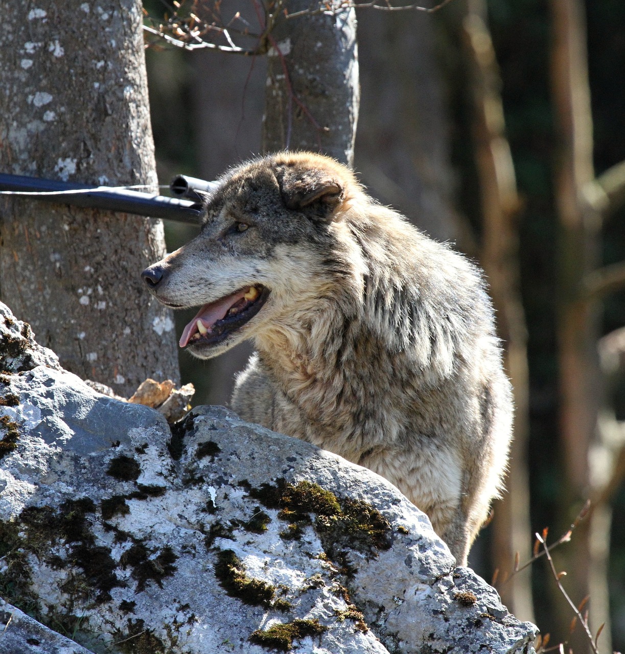 wolf animal enclosure free photo