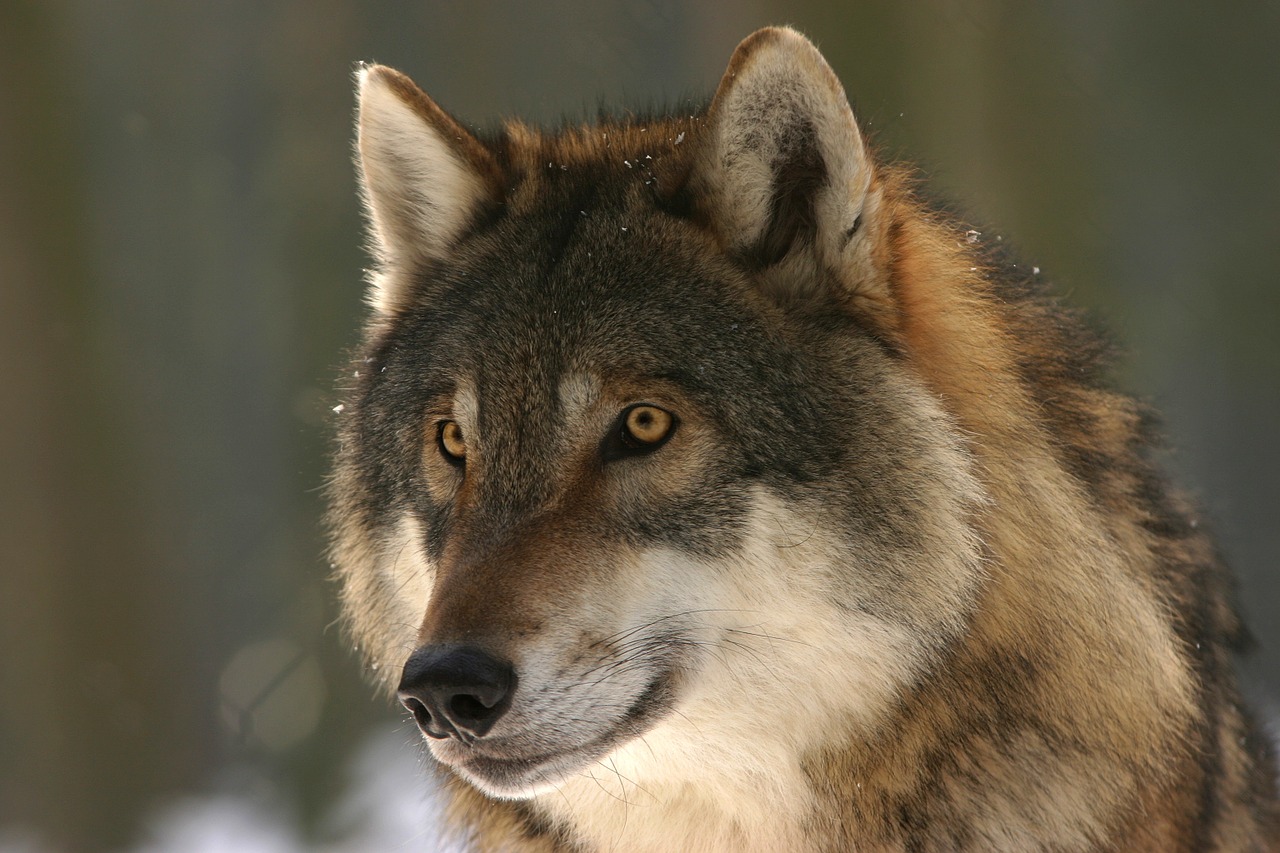 wolf zoo canis lupus free photo