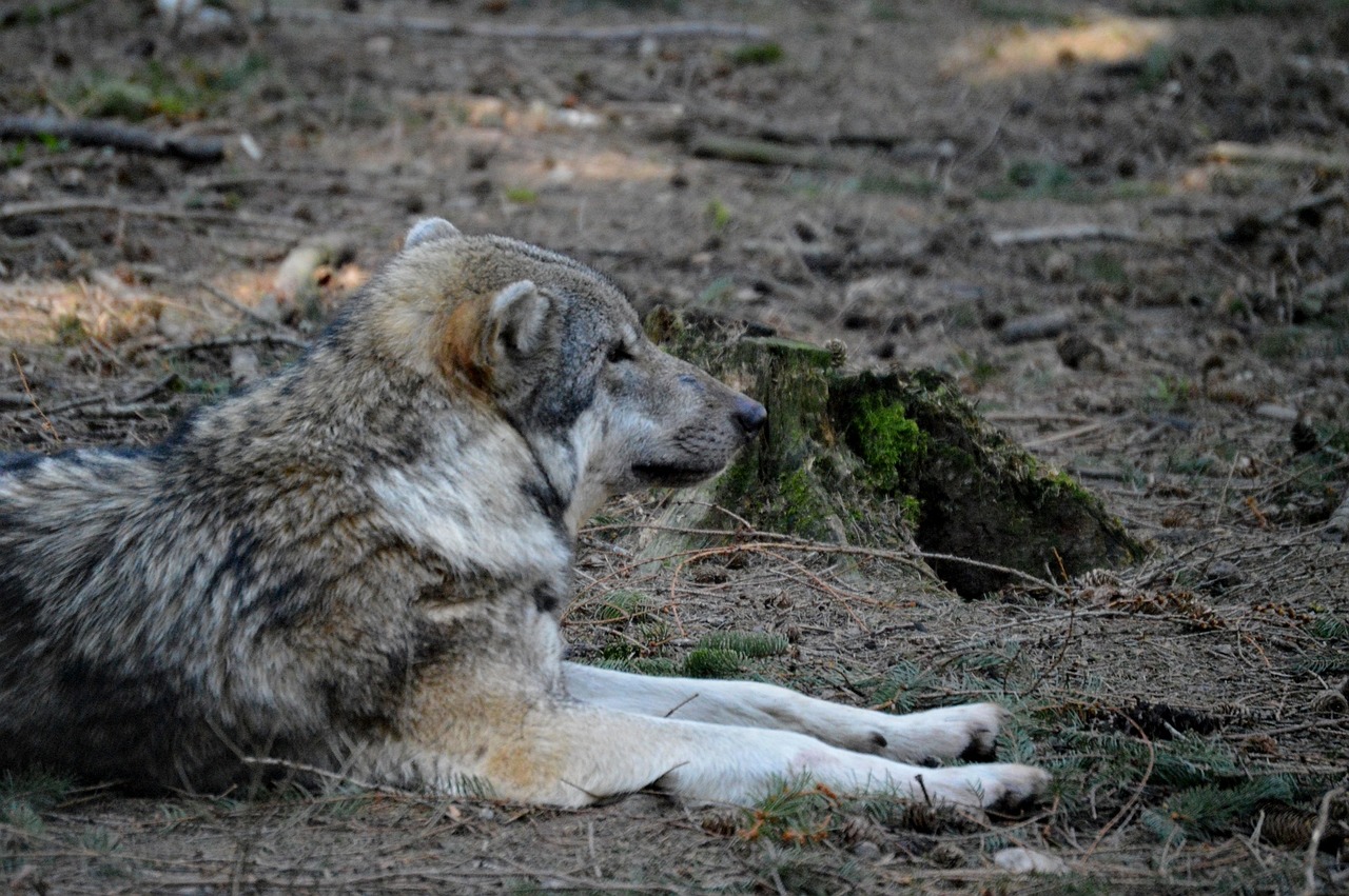 wolf fur animal world free photo