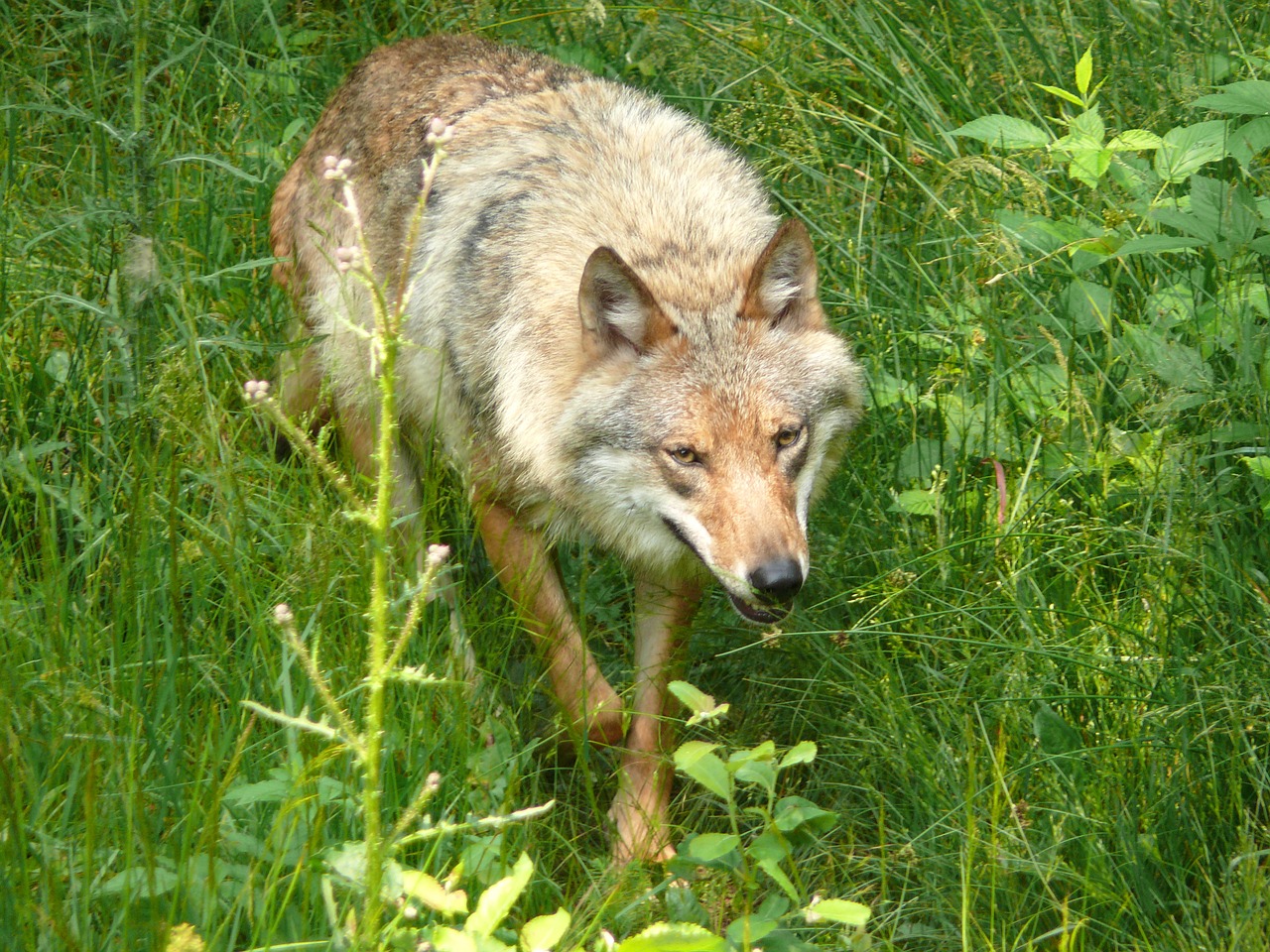 wolf predator canis lupus free photo