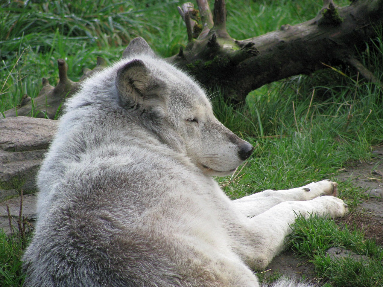 wolf sleeping mammal free photo